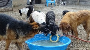 Dogs_At_The_Pool