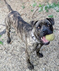 Selena (brindle dog with tennis ball in mouth)