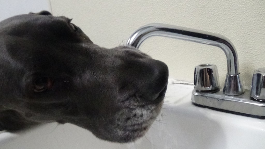 Dog_Drinking_Water_From_Faucet