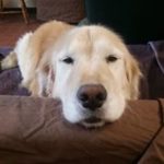 Golden retriever sleeping with chin on sofa