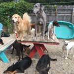 large dogs on and below a picnic table in the outdoor play yard