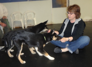 Wendy working with 2 German Shepherd pups on the floor