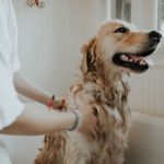 golden being bathed