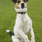 rat terrier on hind legs in gass