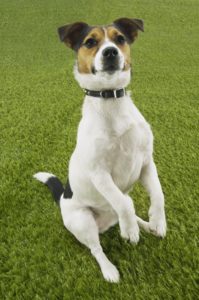 rat terrier sitting on her hind legs in grass