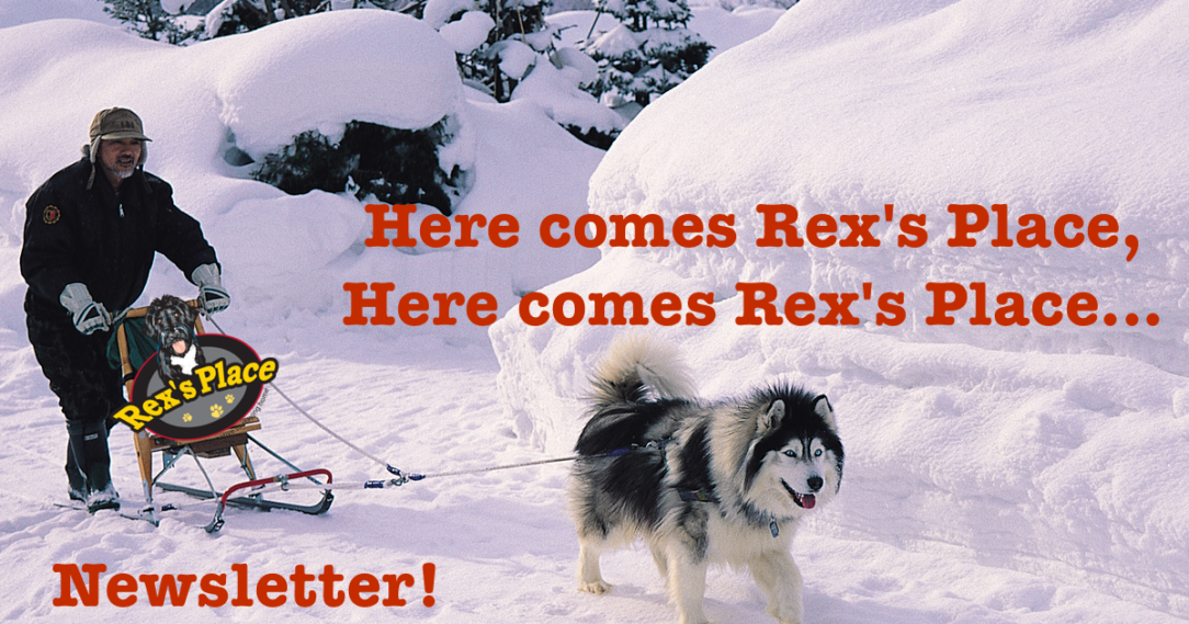 Sled dog bringing Rex's Newsletter