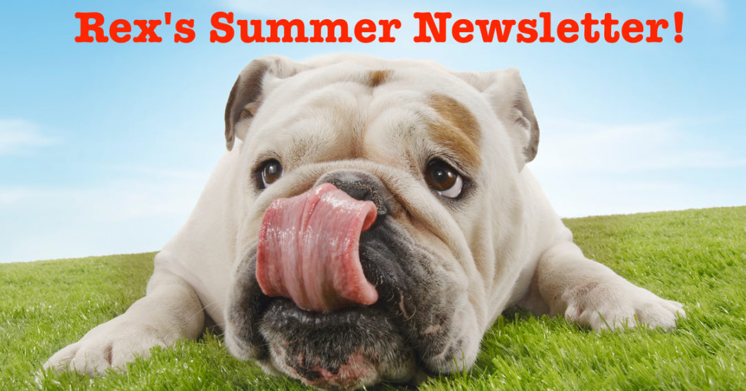bulldog licking nose "Rex's Summer Newsletter!"