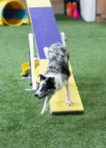 Border collie hitting the Bang!