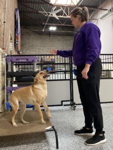 Hailey training an eager dog