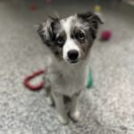 Australian Shepherd puppy