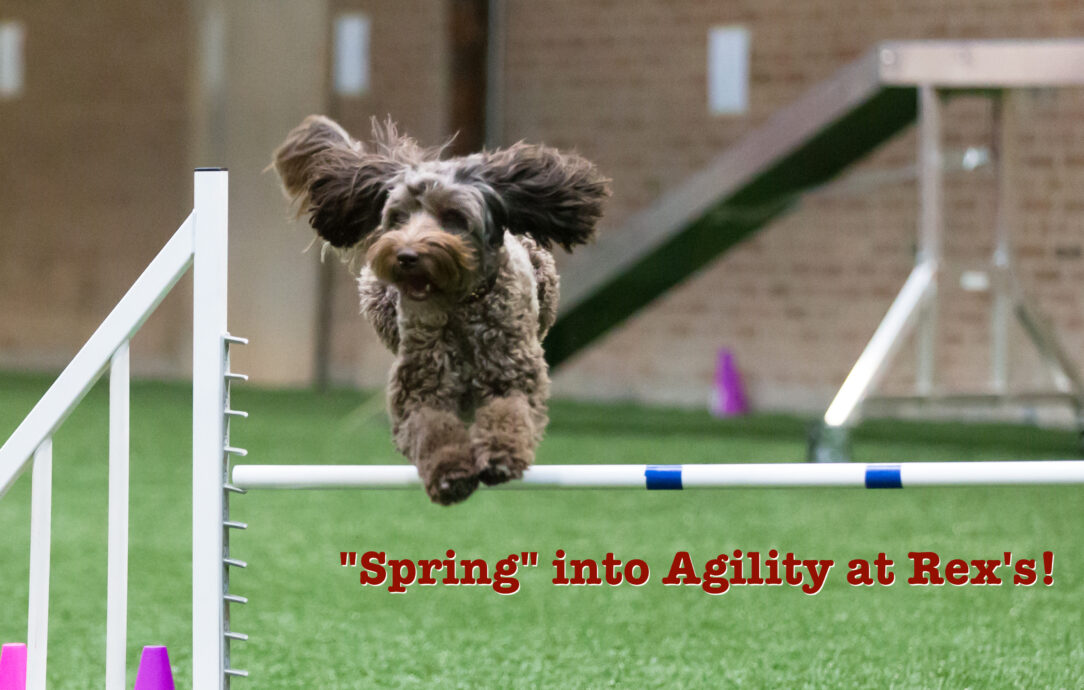 "Spring" into Agility at Rex's!