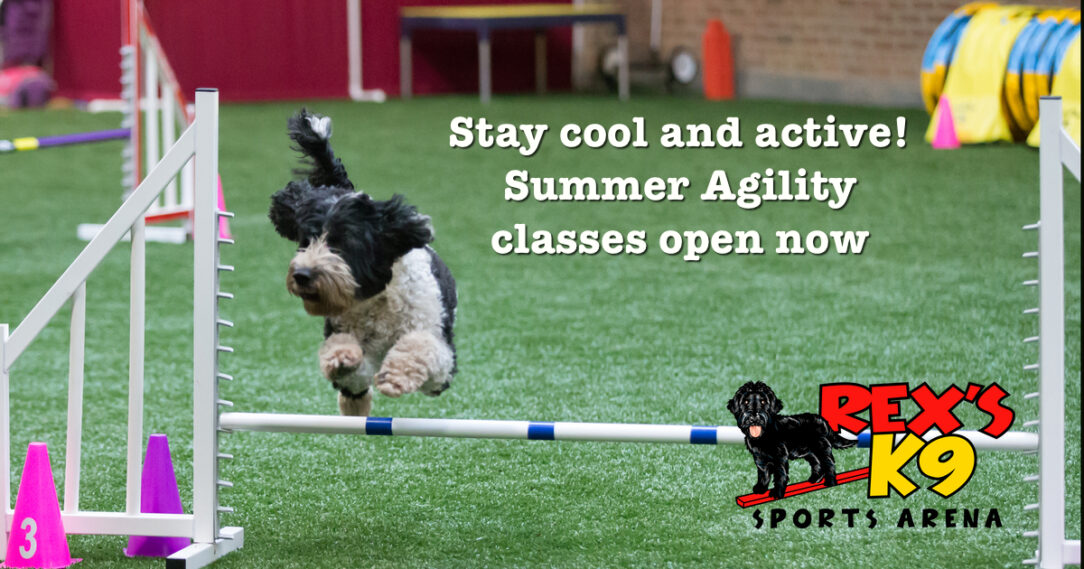 Stay cool and active! Summer Agility classes open now
