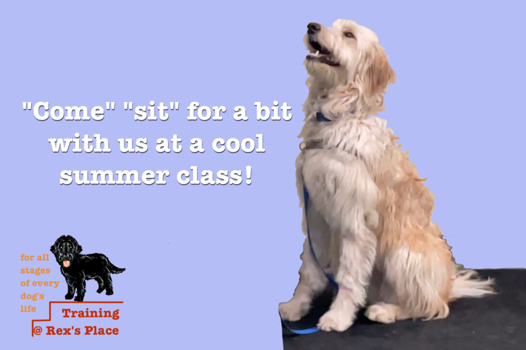 "come" "sit" for a bit in a cool summer class at Rex's!