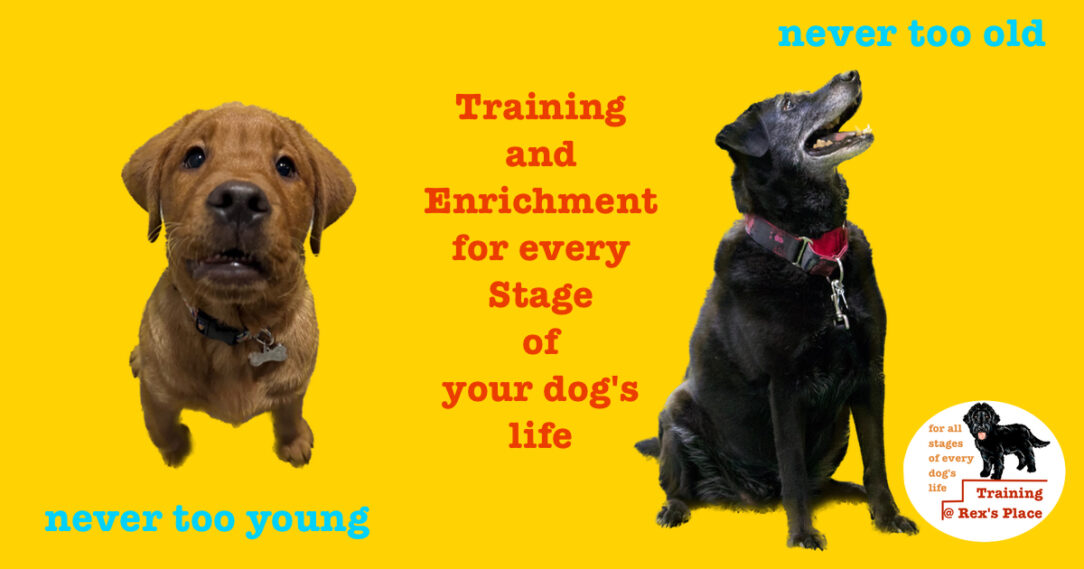 Never too young – never too old. Training and enrichment for every Stage of your dog's life.