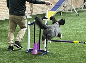 handler indicating where jumping dog should go