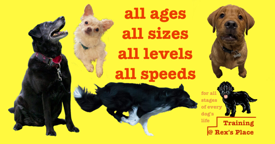 All ages, all sizes, all levels, all speeds - training at Rex's Place for all stages of every dog's life