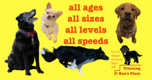 All ages, all sizes, all levels, all speeds - training at Rex's Place for all stages of every dog's life