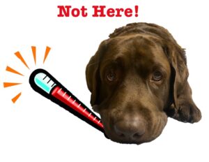 Sad looking chocolate lab with head down, cartoon thermometer 