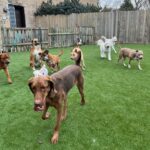 dogs running and playing on the new yard turf