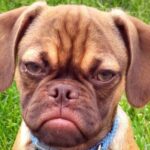 grumpy puggle