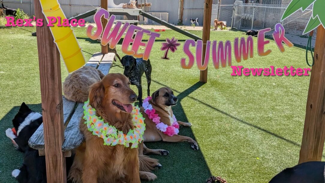 Rex's Place Summer 2026 Newsletter: dogs in the yard under a Sweet Summer banner